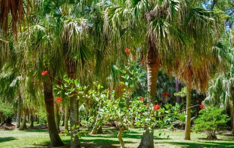 宮古島市熱帯植物園へのアクセス